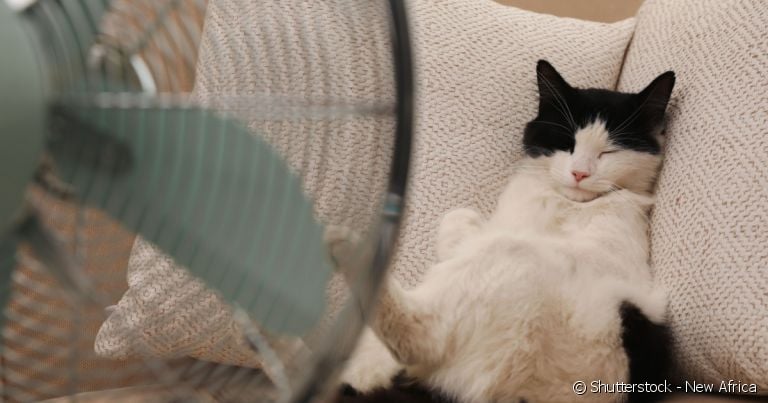 Gato sente calor e precisa ser muito bem cuidado no verão!