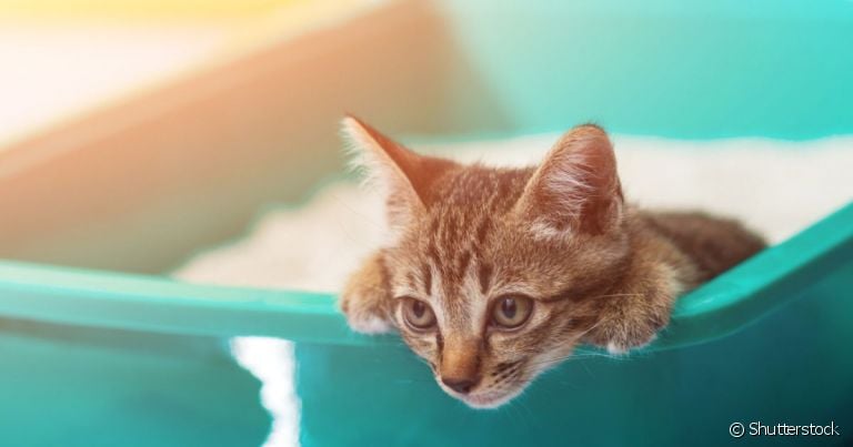 Gato com diarreia após vermífugo não costuma ser preocupante