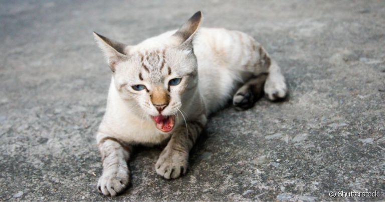 Gato com tosse seca ou com secreção é resultado de inflamações ou infecções no trato respiratório