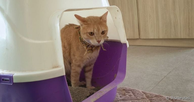 Gato evacuando sangue pode indicar desde vermes até tumores
