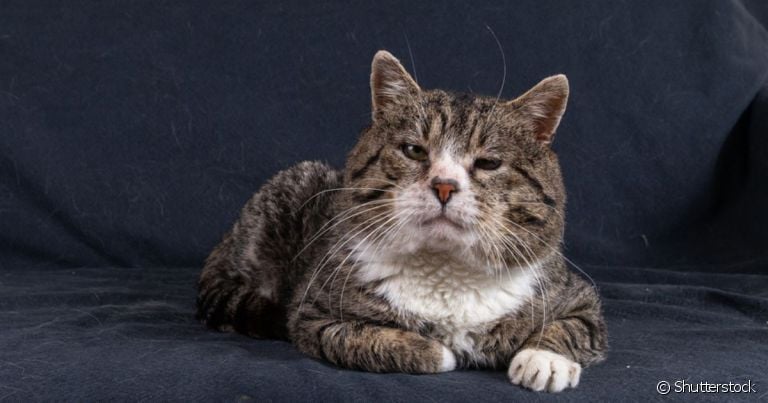 O gato idoso começa essa fase aos sete anos, mas isso varia de acordo com a raça do gato e cuidados recebidos