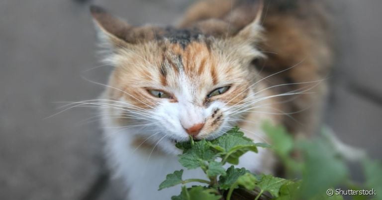  A erva para gato é só uma das várias plantinhas que os pets podem comer