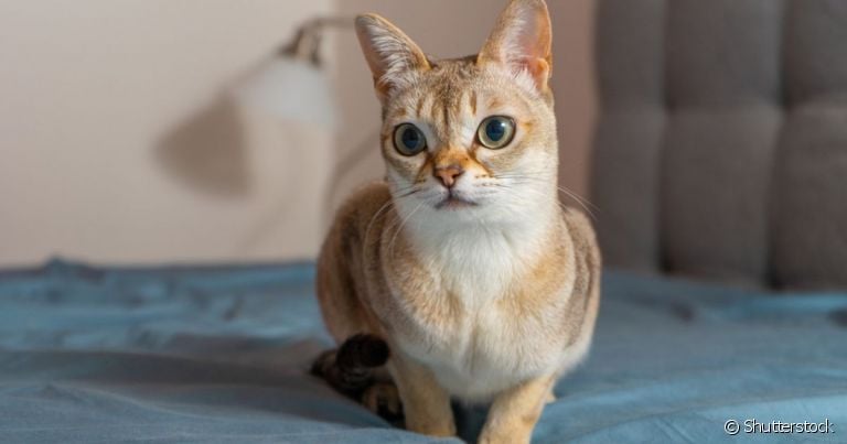Gato Singapura: tamanho pequeno e pelagem são características que se sobressaem