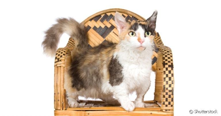  O Skookum é um raro gatinho de pequeno porte