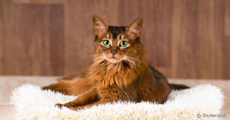 O gato Somali é uma versão do Abissínio com pelos longos