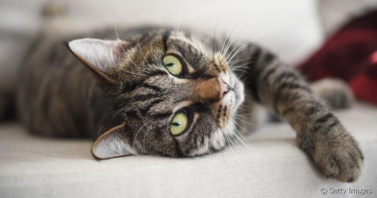  FIV: gatos sofrem de AIDS e essa doença abala todo o organismo do felino