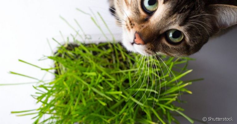 A grama para gatos com milho de pipoca é a mais fácil de cultivar.