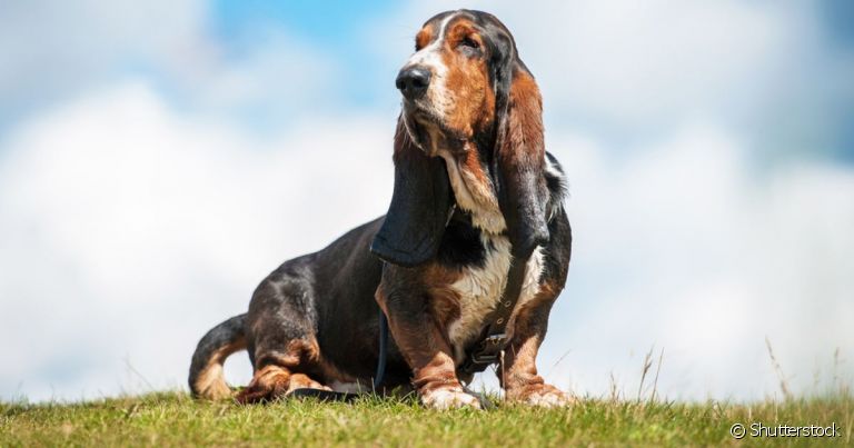 Cães do grupo Hound, como o Basset, são conhecidos por sua poderosa capacidade farejodora