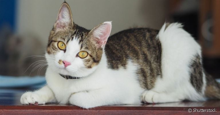 A FeLV, conhecida como leucemia felina, é uma doença grave que afeta o sistema imunológico do animal
