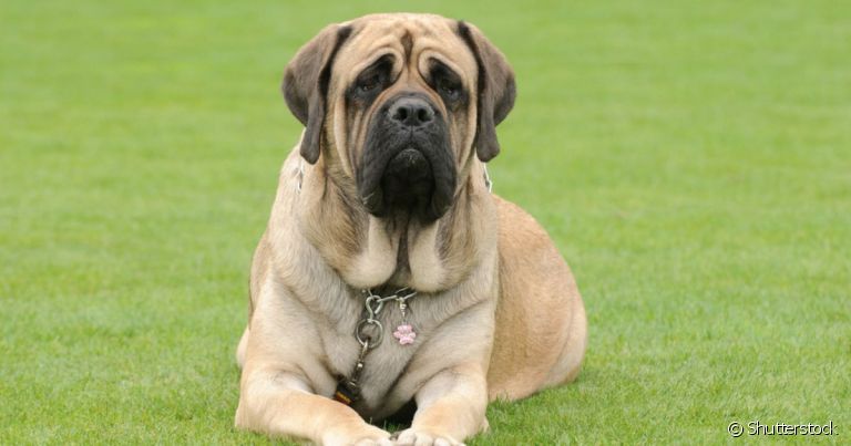 O Mastim Inglês é um cachorro gigante de focinho achatado e cheio de dobrinhas no rosto