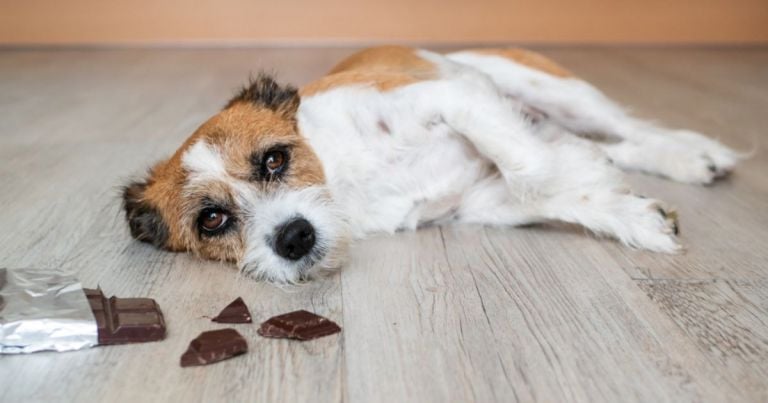 Cachorro não pode comer chocolate por causa das substâncias tóxicas presentes no alimento
