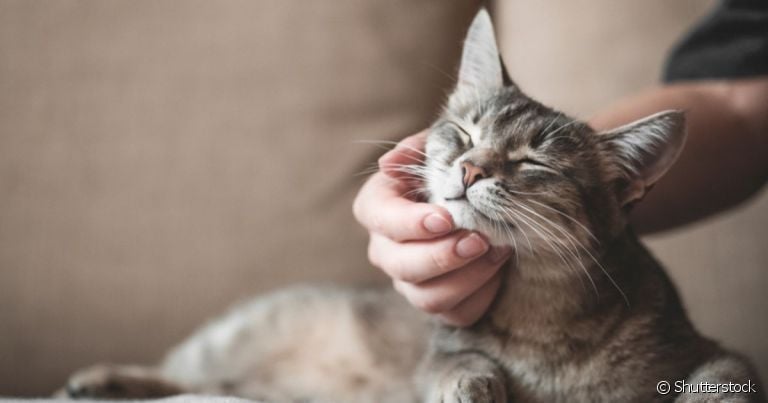 Ouvir um gato ronronando ao receber carinho é muito comum