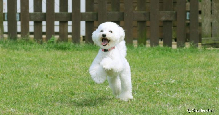 Nomes para cachorros toy podem fazer referência ao tamanho do pet