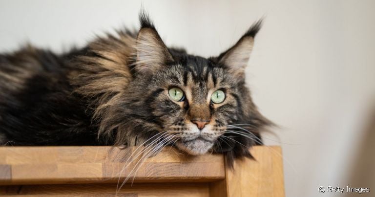 O Maine Coon é uma raça de gato conhecida como 'gigante gentil'