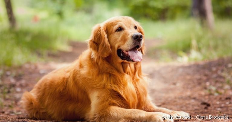 Nomes para cachorro Golden Retriever: características físicas e personalidade do pet são as melhores inspirações!