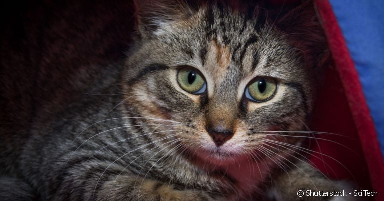 Nomes de gato unissex podem ser usados tanto para machos, quanto para fêmeas.