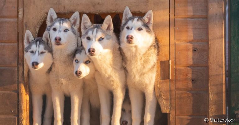 Uma matilha é um conjunto de cães que vivem juntos