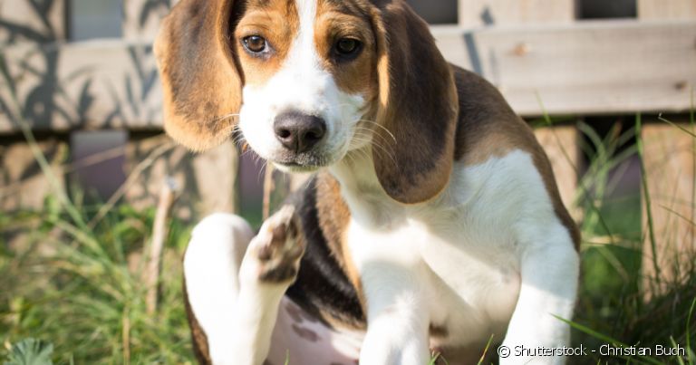 Existem diferentes causas para a coceira na orelha do cachorro.