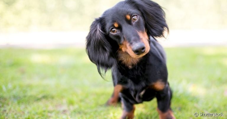 O cachorro pensa, mas não da mesma forma que os humanos