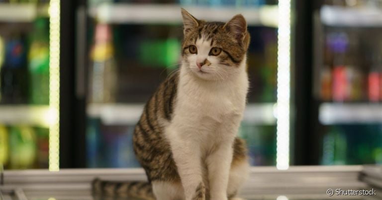 Gatos veem espíritos? Existe uma explicação por trás do bichano olhando para o nada