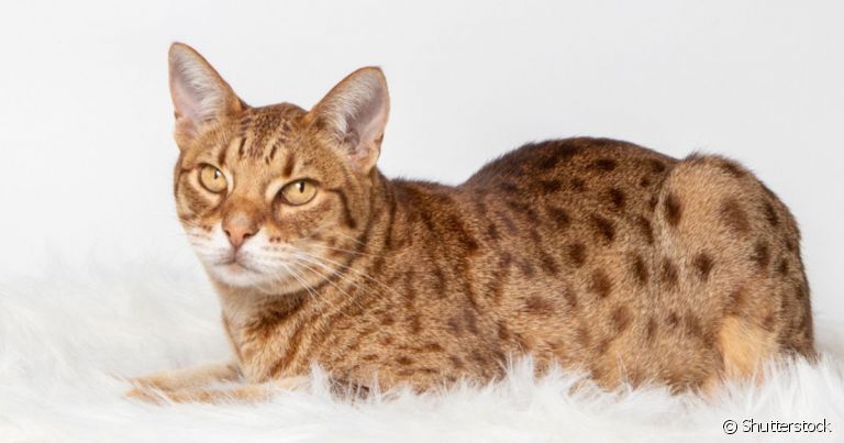 A raça Ocicat foi criada para unir características de gatos domésticos e selvagens