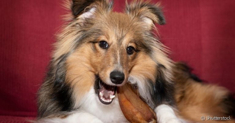  A orelha de porco para cachorro é um ótimo petisco natural para o pet