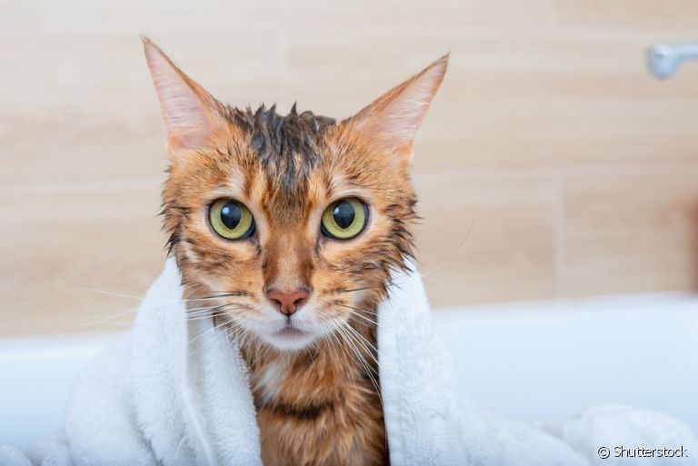  Aprender como dar banho em gato não é difícil, mas os banhos só devem ocorrer com recomendação médica 