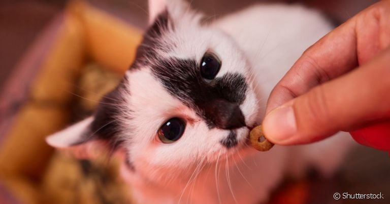 O petisco para limpar dentes de gato traz ótimos benefícios, mas não deve ser oferecido a filhotes