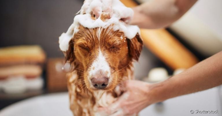 Descubra se pode dar banho em cachorro com sabonete humano e os cuidados mais importantes 