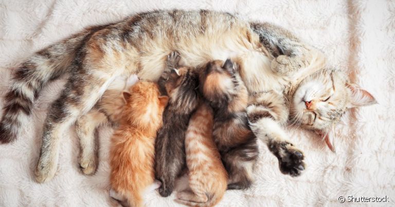  A injeção no gato amamentando coloca em risco a saúde dos filhotes 
