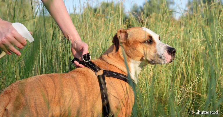 O repelente para cachorro deve ser próprio para pets, mas é importante combinar outras formas de proteção