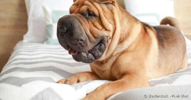 Cães com focinho achatado e dobrinhas na face são fofos, mas precisam de cuidados especiais.