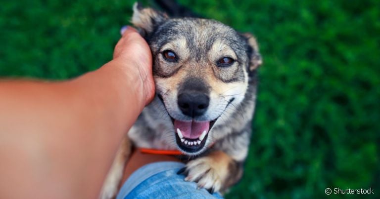 Um dos motivos de cachorro gostar de carinho é a sensação de bem-estar