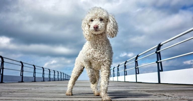Um cachorro que não solta pelo é indicado para pessoas com tendências alérgicas