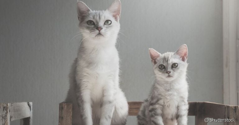  As fases do ciclo de vida do gato são marcadas por mudanças físicas e comportamentais 