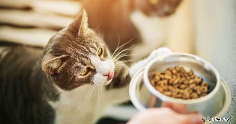 O melhor comedouro para gatos é aquele que atende todas as necessidades do seu pet