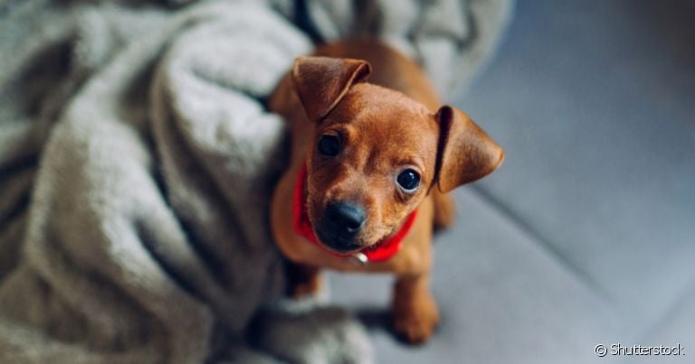 A resposta de quantos anos vive um Pinscher 0 é até os 15 anos 