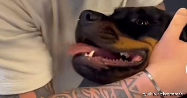 Vídeos de quiropraxia para cachorro fazem sucesso na internet