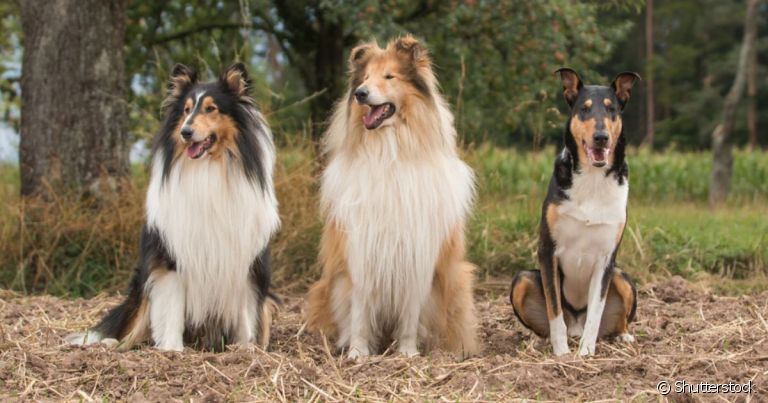 Rough Collie é um tipo de Collie que ganhou fama nos anos 90 com o filme Lassie