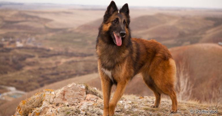 Toda raça de cachorro grande e peludo requer cuidados especiais com a pelagem, como é o caso do Pastor Belga
