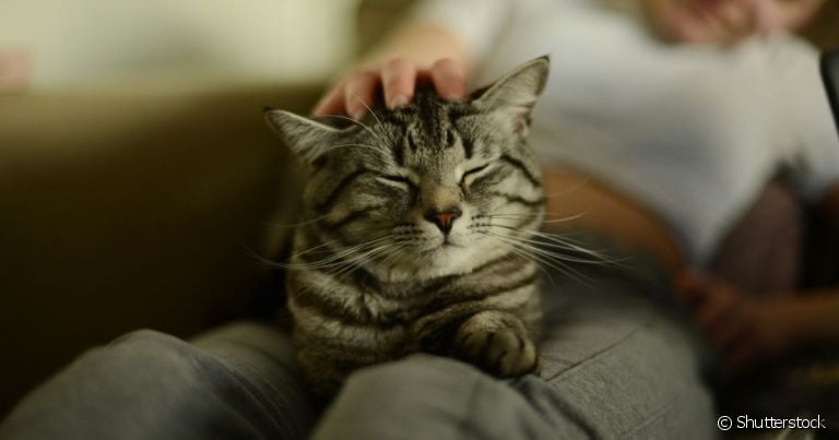  Gato Persa é uma raça de gato dócil que curte um carinho do tutor 