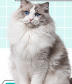Ragdoll: infográfico mostra todas as características do gato gigante