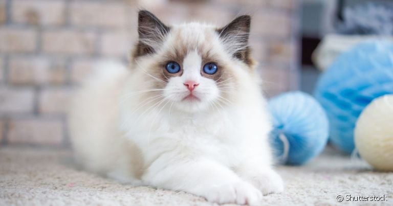 Gato Ragdoll: tamanho gigante se sobressai