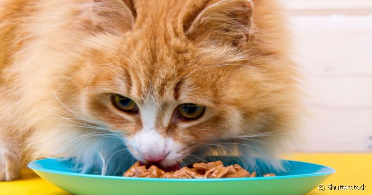 O sachê para gatos traz vantagens, mas deve ser consumido com moderação
