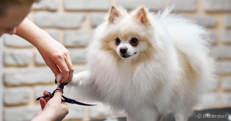 Aprenda como tosar cachorro em casa com o nosso tutorial