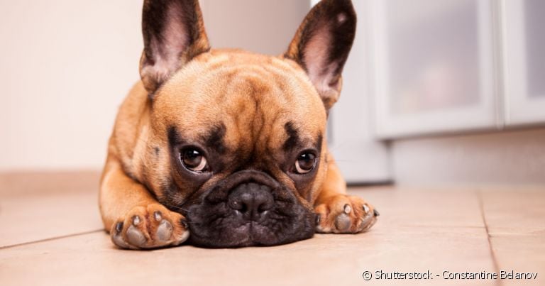  Nomes para Bulldog Francês: veja 100 opções de nomes curtos e lindos para chamá-lo. 
