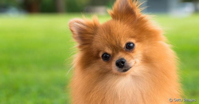 Os nomes para Lulu da Pomerânia fêmea podem ser chiques, simples ou engraçados