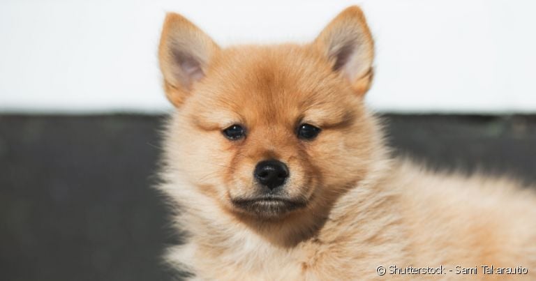  Raça de cachorro que parece uma raposa: confira 7 opções para adotar! 