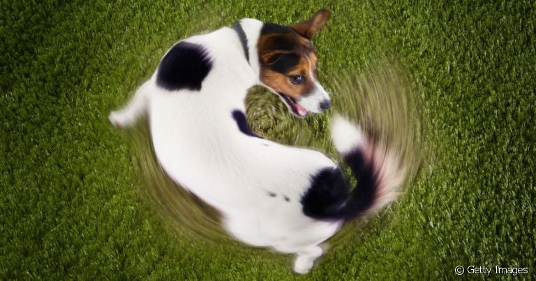 A mania de cachorro correndo atrás do rabo pode ser pura diversão
