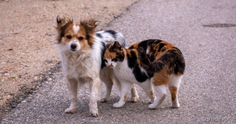 O abandono de animal aumenta no fim de ano principalmente por causa de férias, viagens e mudanças de casa